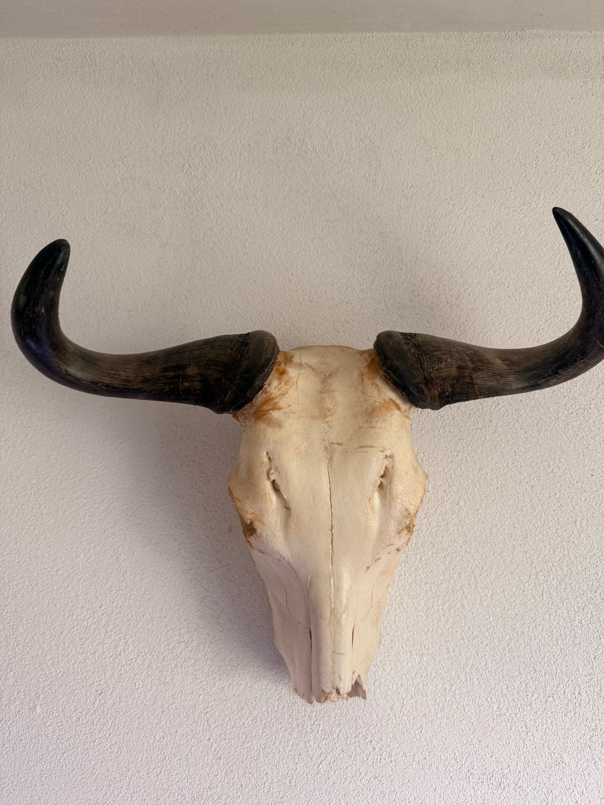 Schedel met hoorns - Buffel/Rund, Ophalen, Nieuw, Wild dier, Schedel