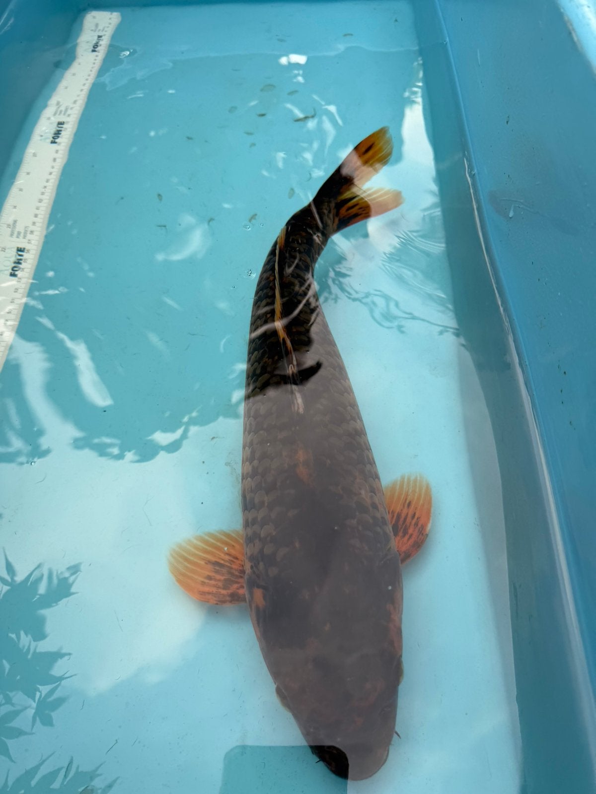 Aka Matsuba  koi, Karper of Koi