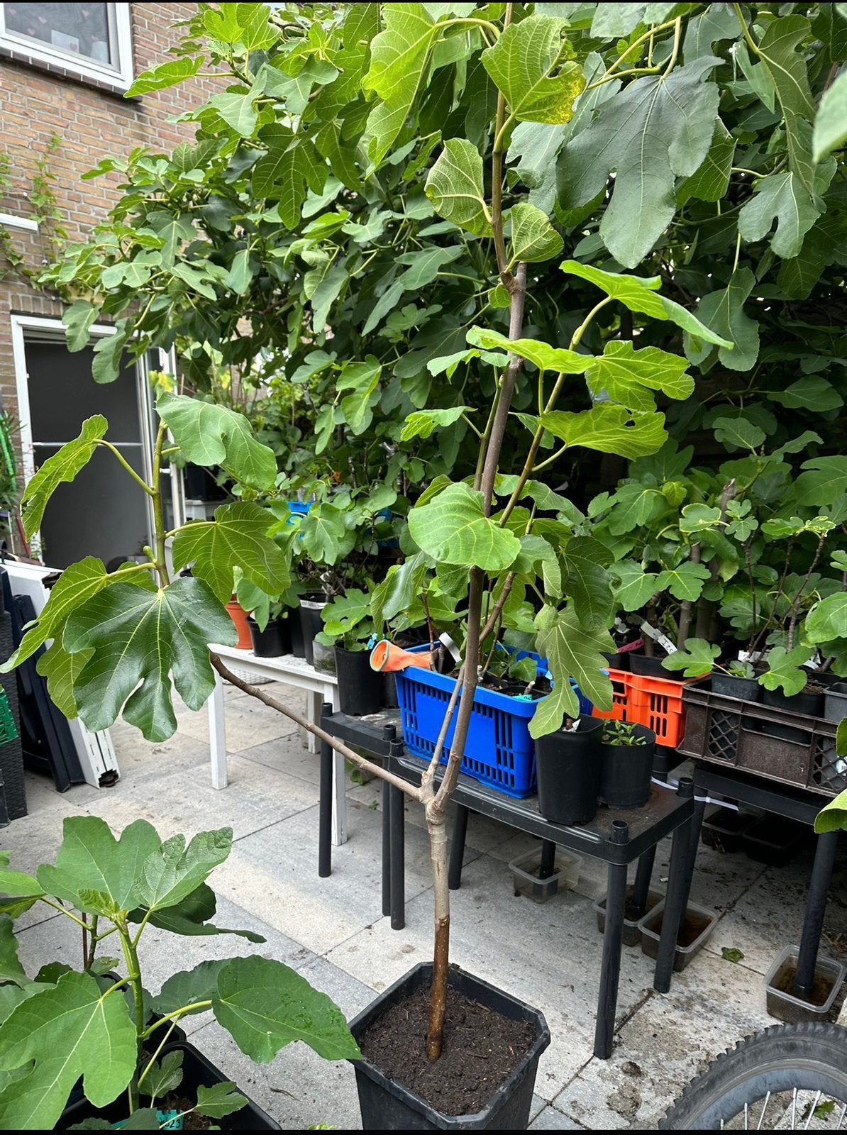 Groene vijgenboom ras is onbekend, Ophalen, Lente, Volle zon, In pot