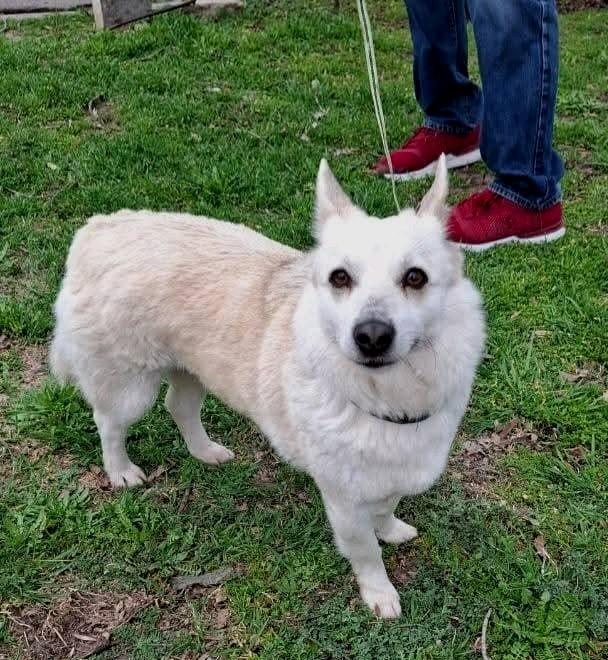 Kleine, lieve meisje zoekt huis., Dieren en Toebehoren, Particulier, Buitenland, Teef, Parvo