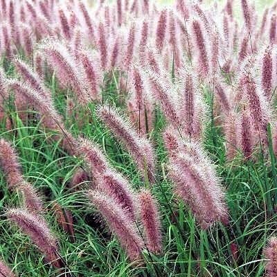 pennisetum alo red head. rode lampenpoetser siergrassen P9, Tuin en Terras, Planten | Tuinplanten, Volle zon, Vaste plant, Siergrassen