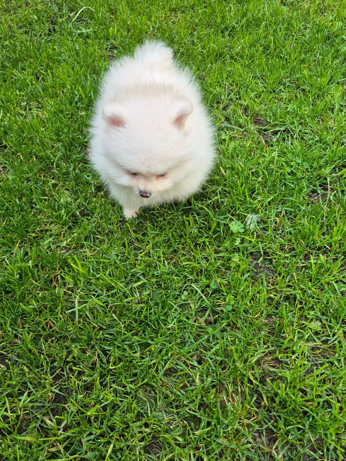 Mini Pomeranian-Vrouwtje, Dieren en Toebehoren, Particulier, 15 weken tot 1 jaar, Overige rassen, Buitenland