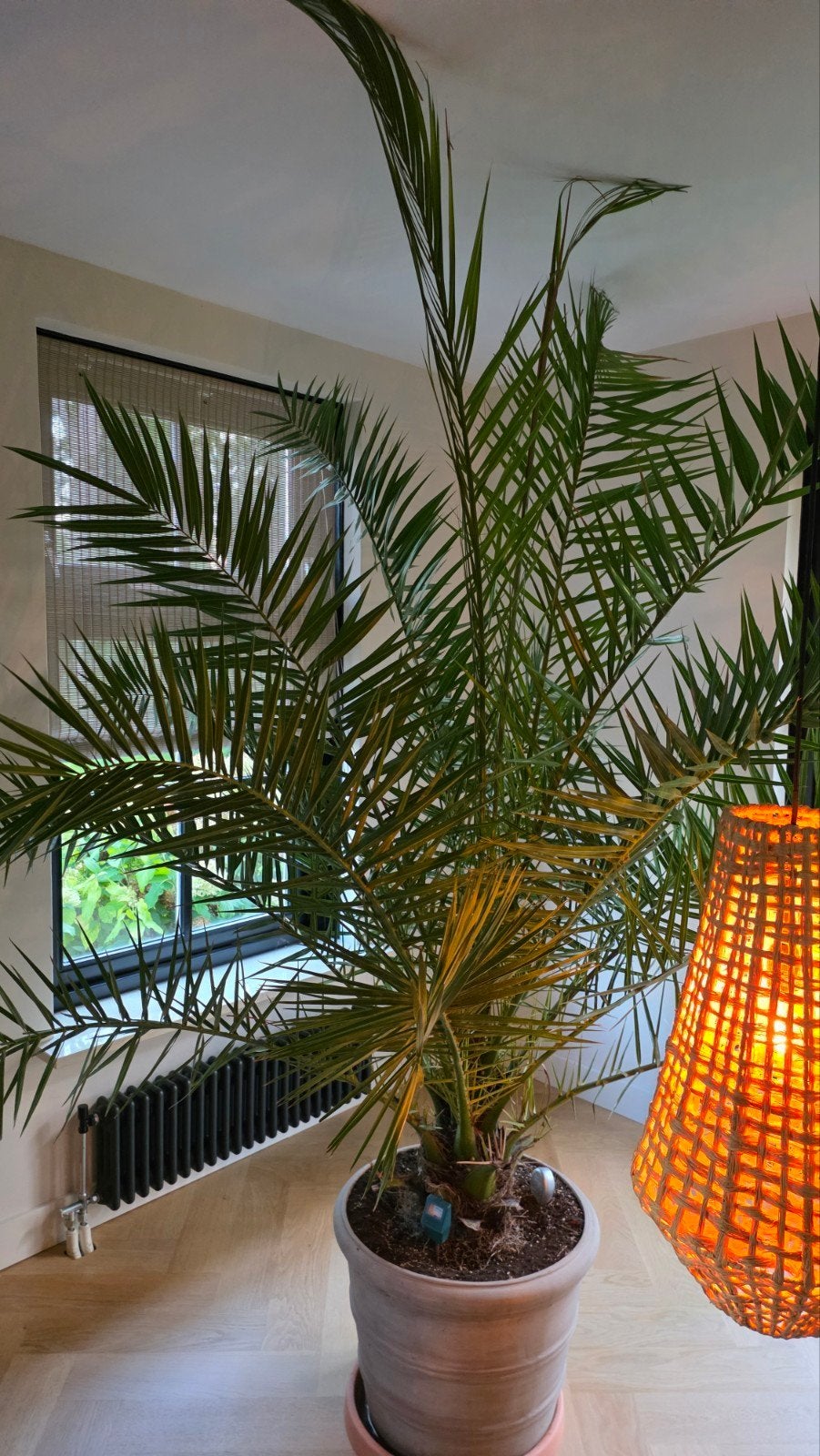 Grote Palmboom in Pot - Perfect voor Binnen of Buiten, Huis en Inrichting, Ophalen, 200 cm of meer, Palm, In pot