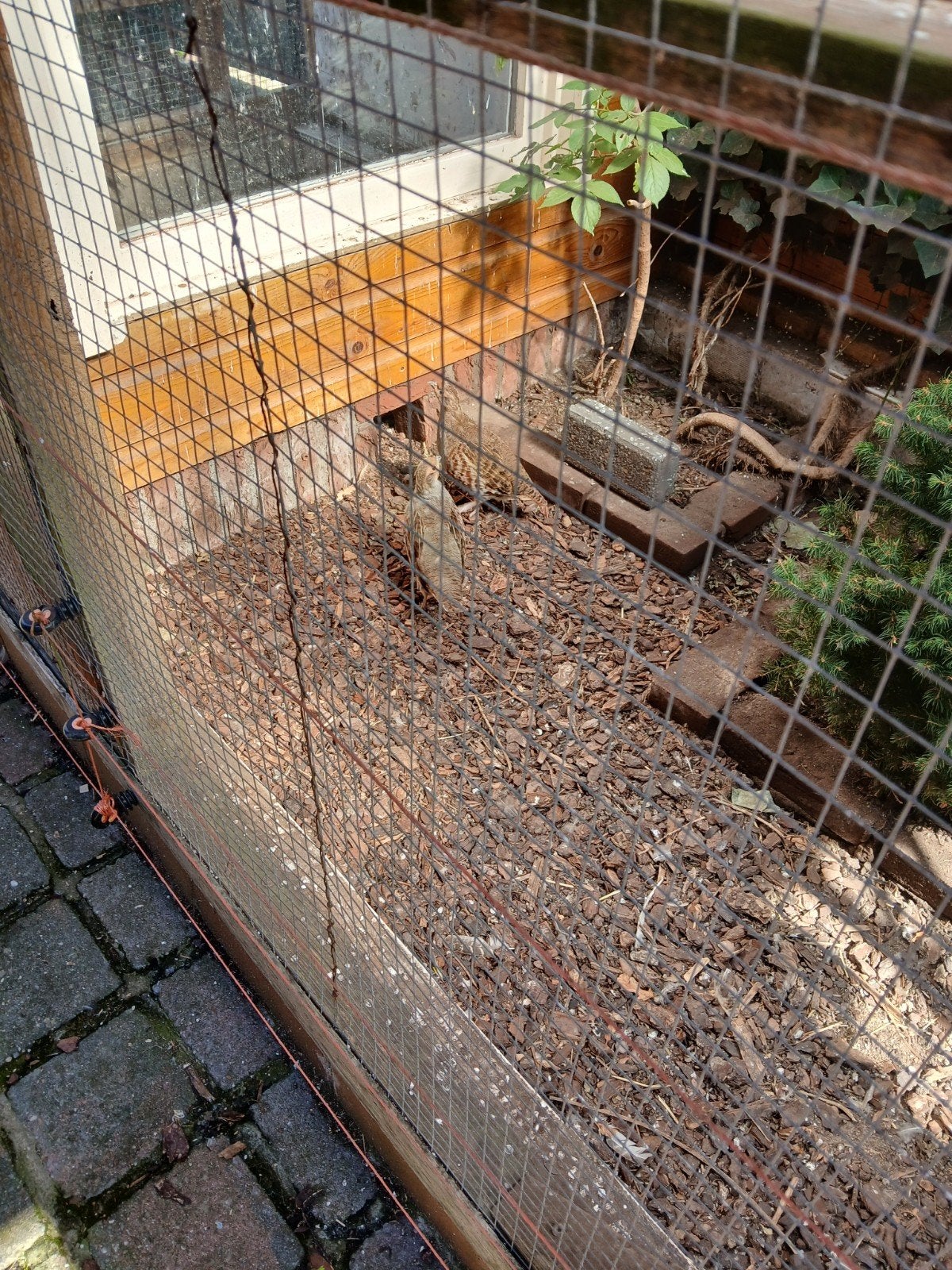 europese patrijs, Meerdere dieren, Eend