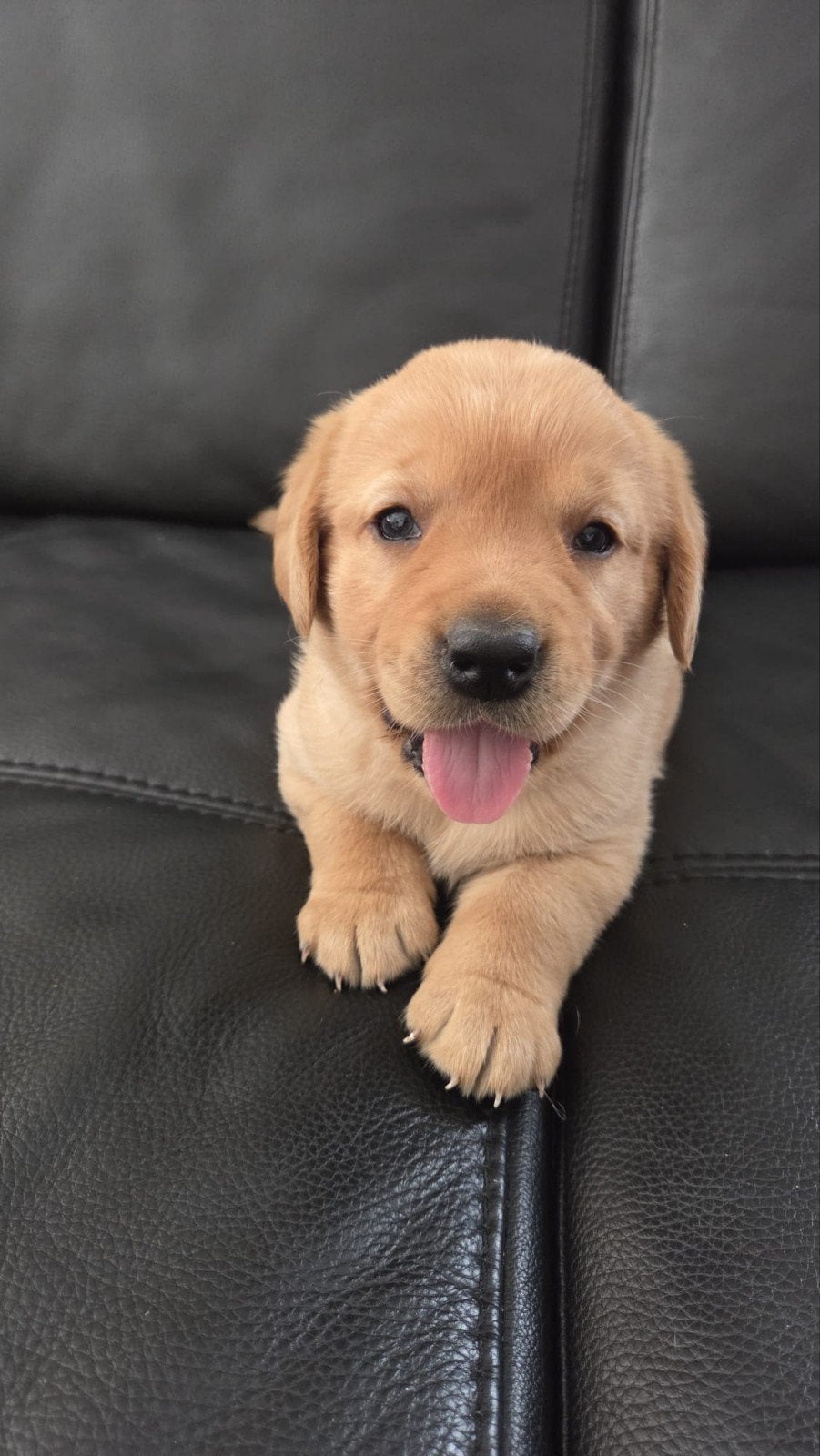 pups goldenretriever-labrador, Golden retriever, Parvo, 8 tot 15 weken, Meerdere