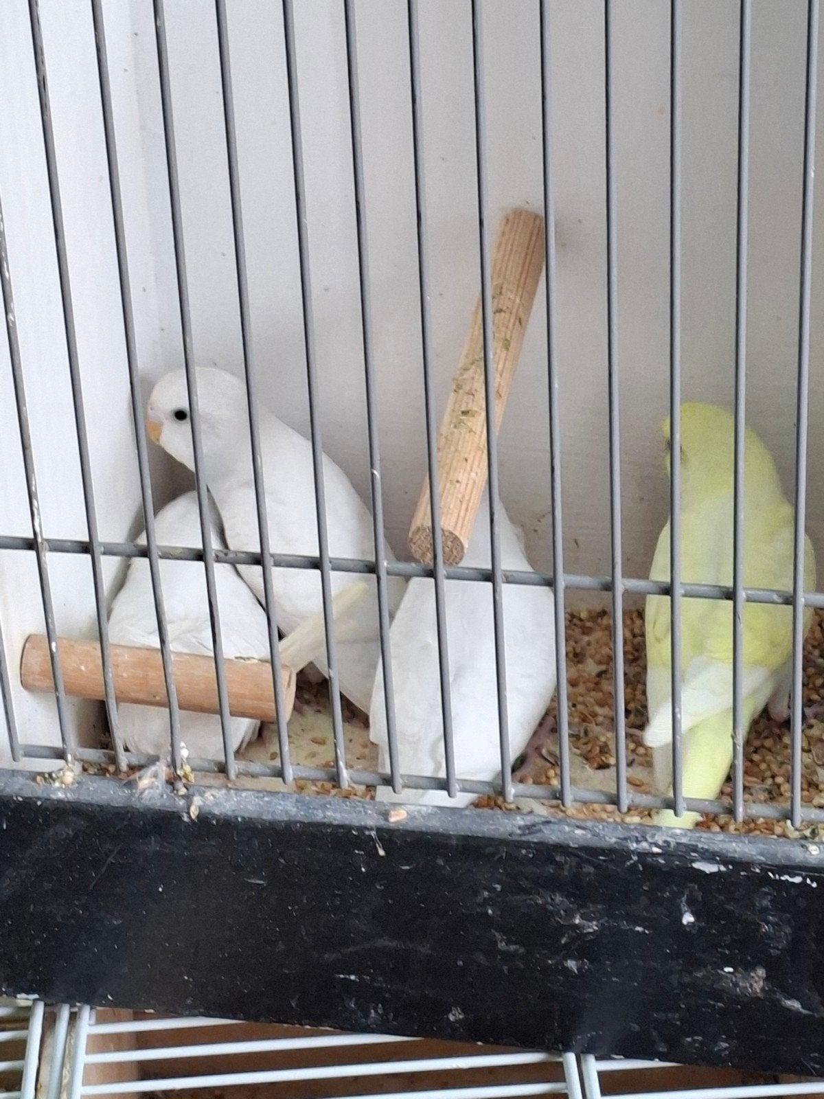 dubbelfactorig Melanastic grasparkieten, Meerdere dieren, Parkiet