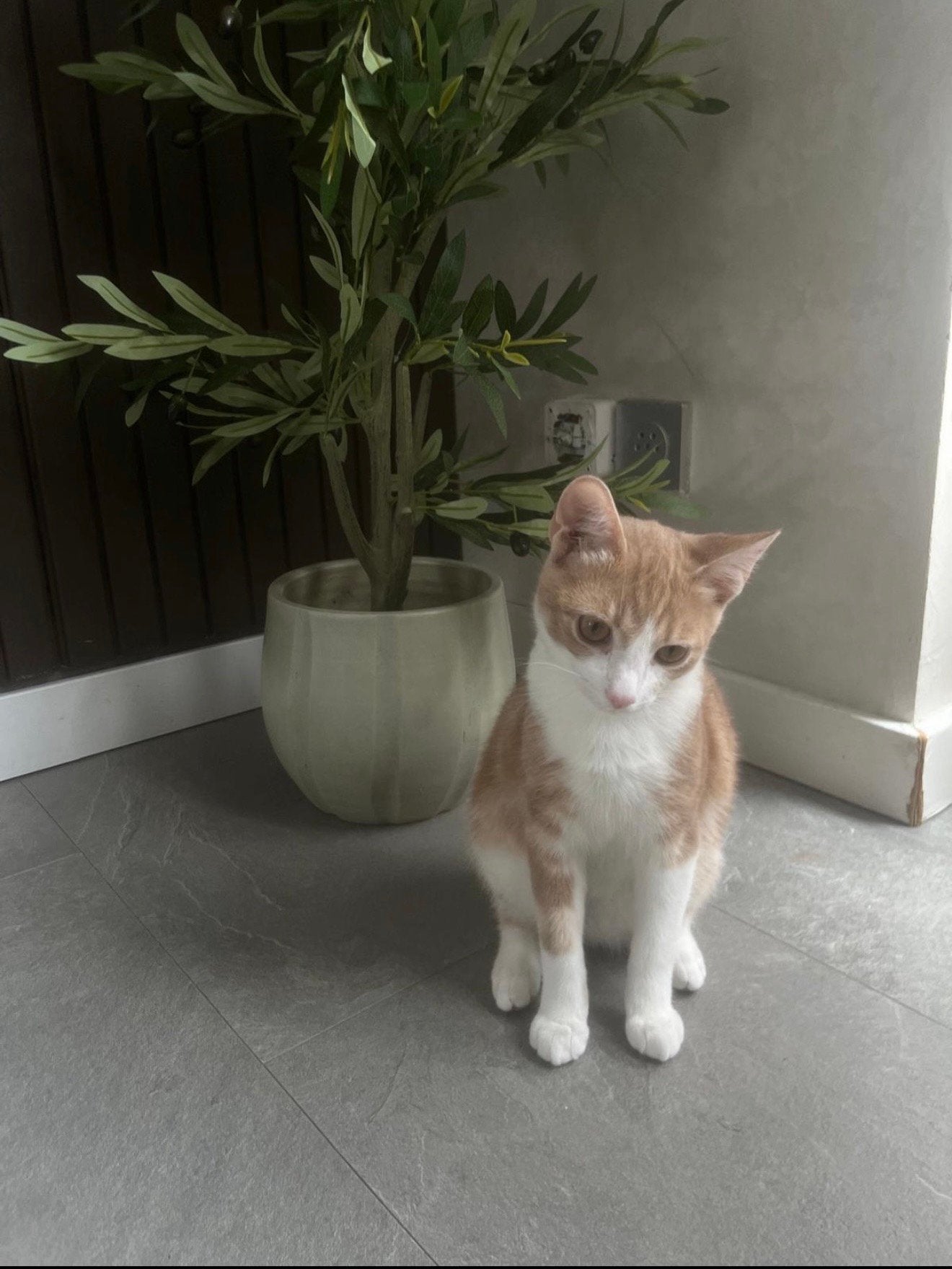 Lief speels kitten, Kater, 0 tot 2 jaar