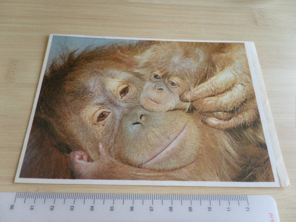 sticker esso foto aap orang-oetan, Ophalen, Zo goed als nieuw