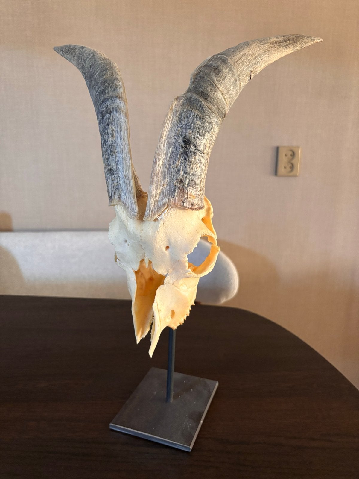 Geitenschedel met hoorns op standaard - Decoratie, Verzamelen, Dierenverzamelingen, Ophalen, Gebruikt, Boerderijdier, Schedel