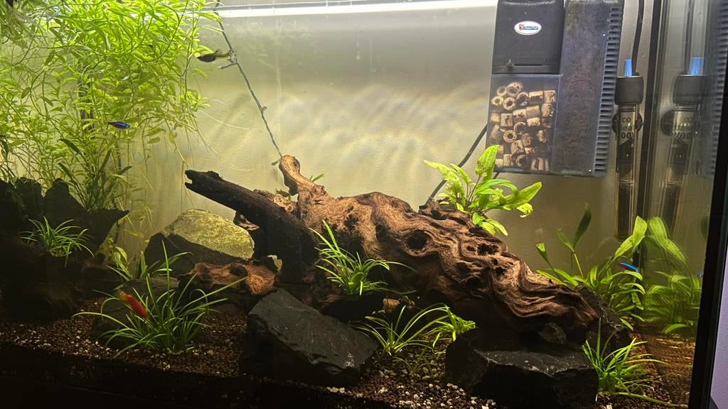 Compleet aquarium 100L met kast + vissen + alle accessoires, Vis, Zoetwatervis