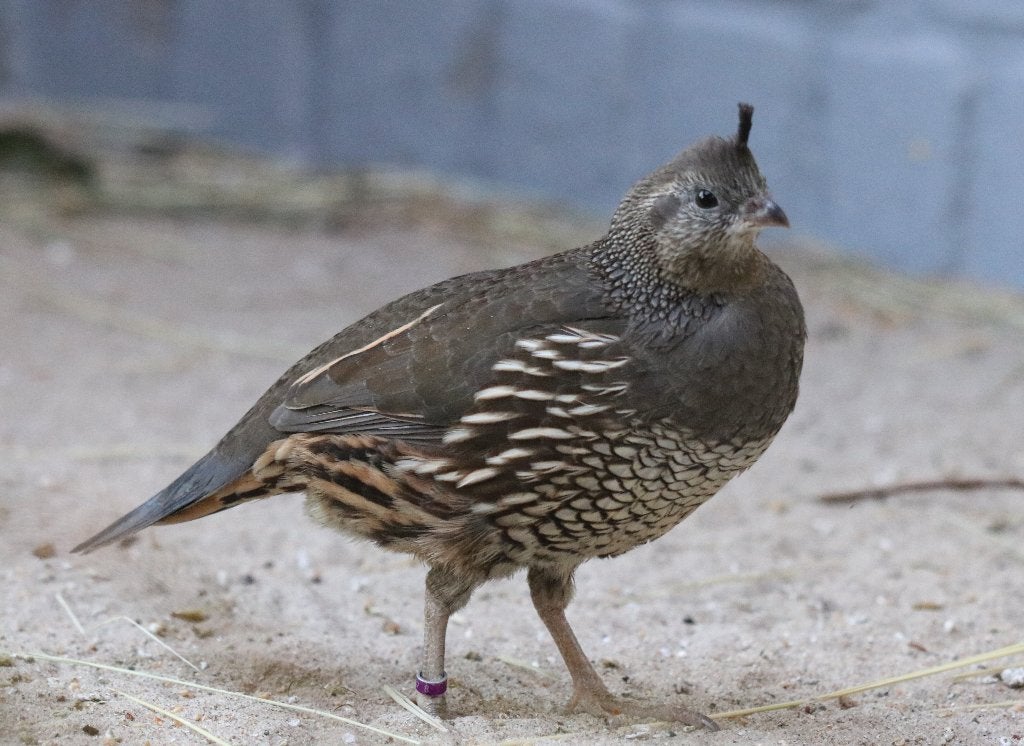 Californische kuifkwartels en diamantduiven, 2026, Meerdere dieren, Tropenvogel