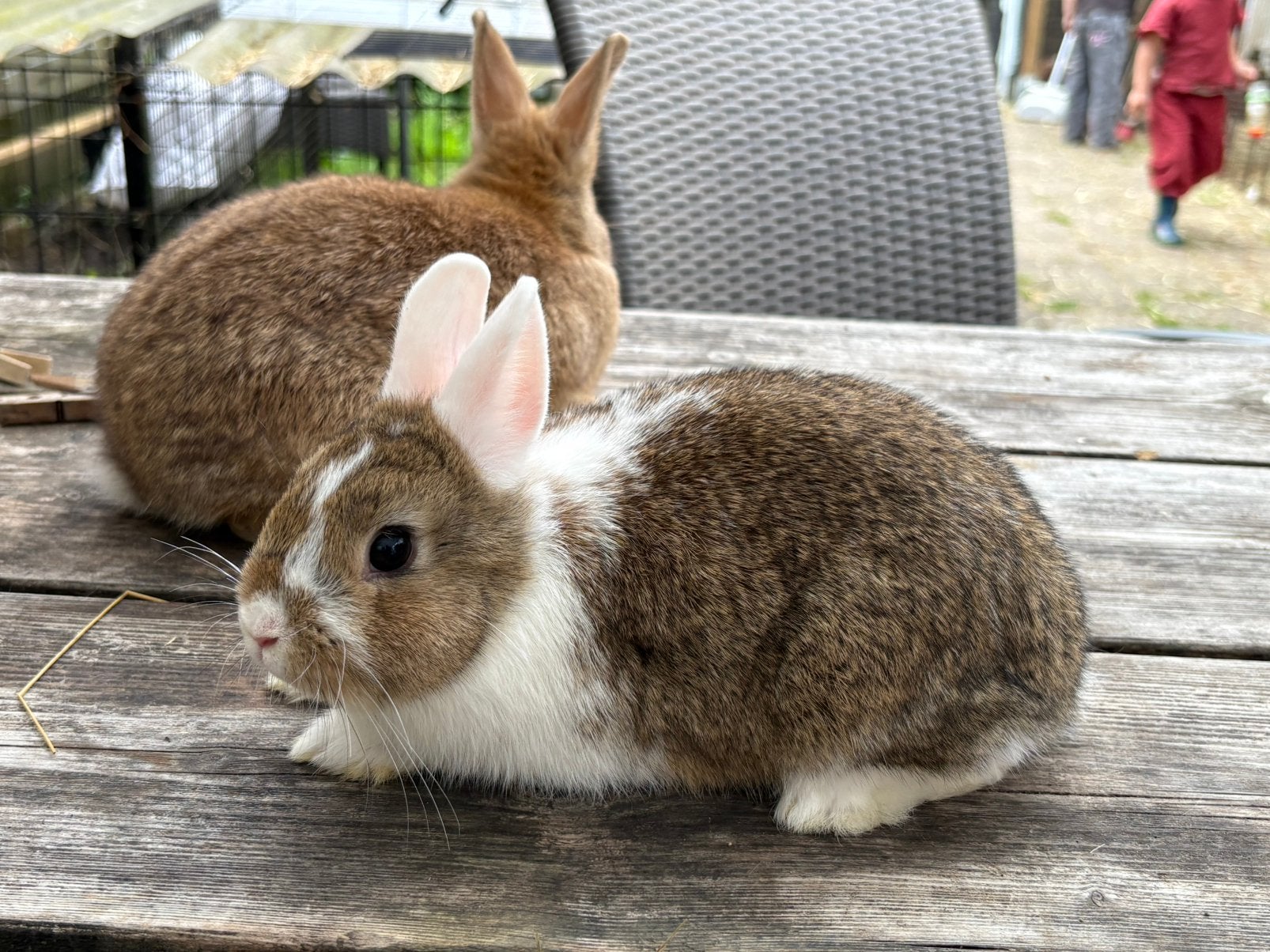 Voedster en ram dwergkonijn, Dieren en Toebehoren, Meerdere dieren, Dwerg