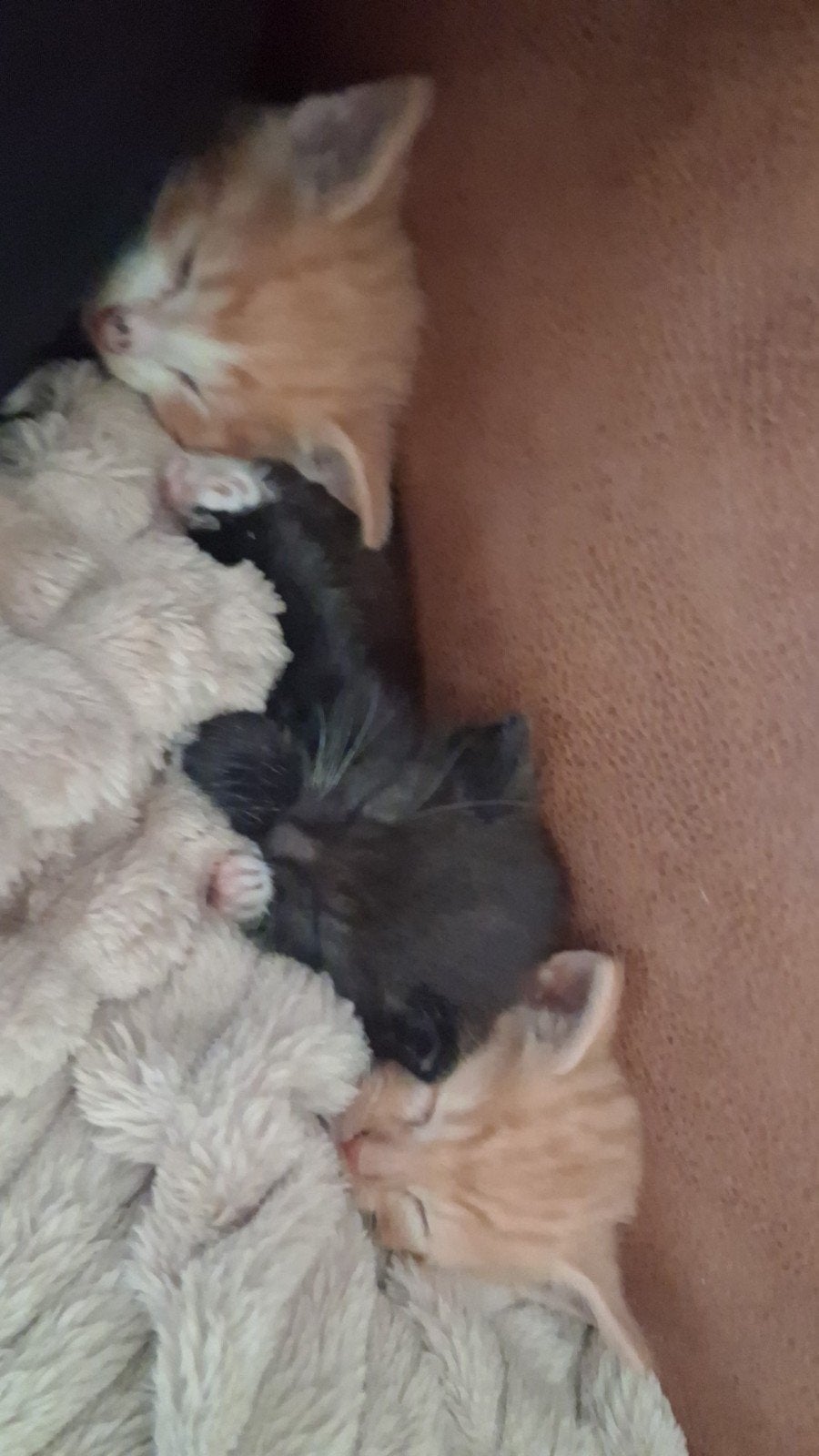 Kittens 8 weken oud., Dieren en Toebehoren, Meerdere dieren, Ontwormd, 0 tot 2 jaar