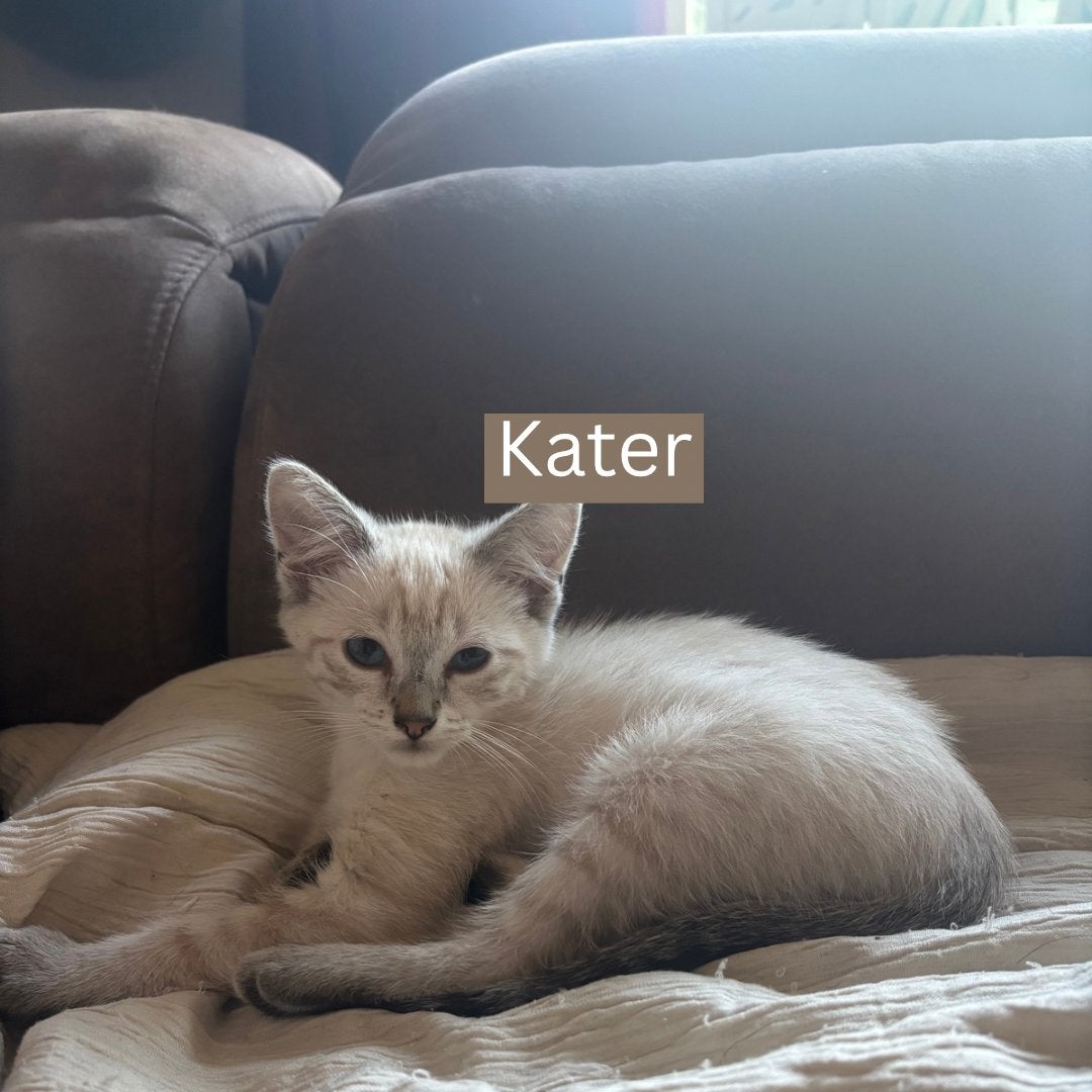 Lieve huiskat kittens zoeken een warm thuis, Meerdere dieren, Kortharig, 0 tot 2 jaar