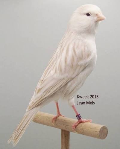 pop kanarie van deze Gezocht., Vrouwelijk, Kleurkanarie