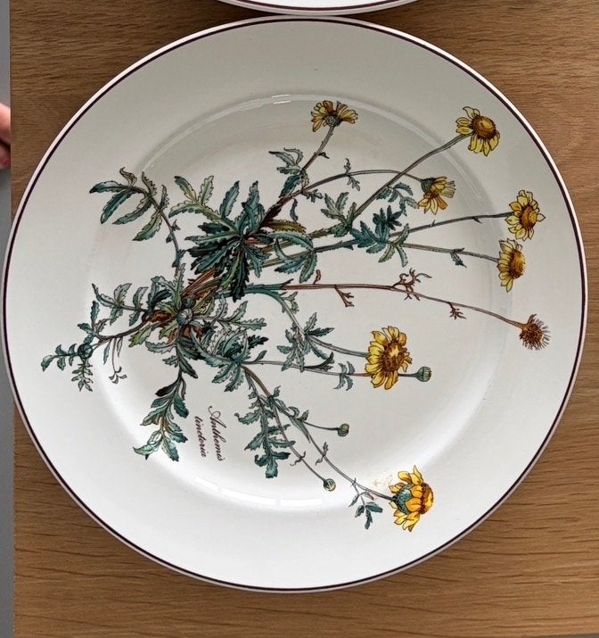Villeroy & Boch Botanica Borden - 6 stuks, Ø 24cm, Ophalen of Verzenden, Zo goed als nieuw, Bord(en), Porselein