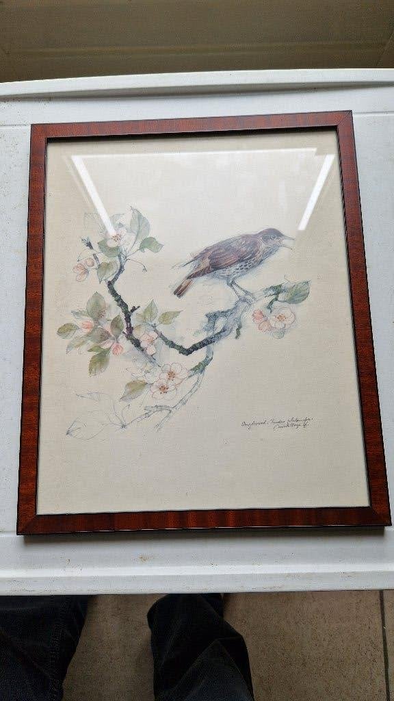 oude ets schets ? kleur in oude lijst vogel, Antiek en Kunst, Ophalen of Verzenden