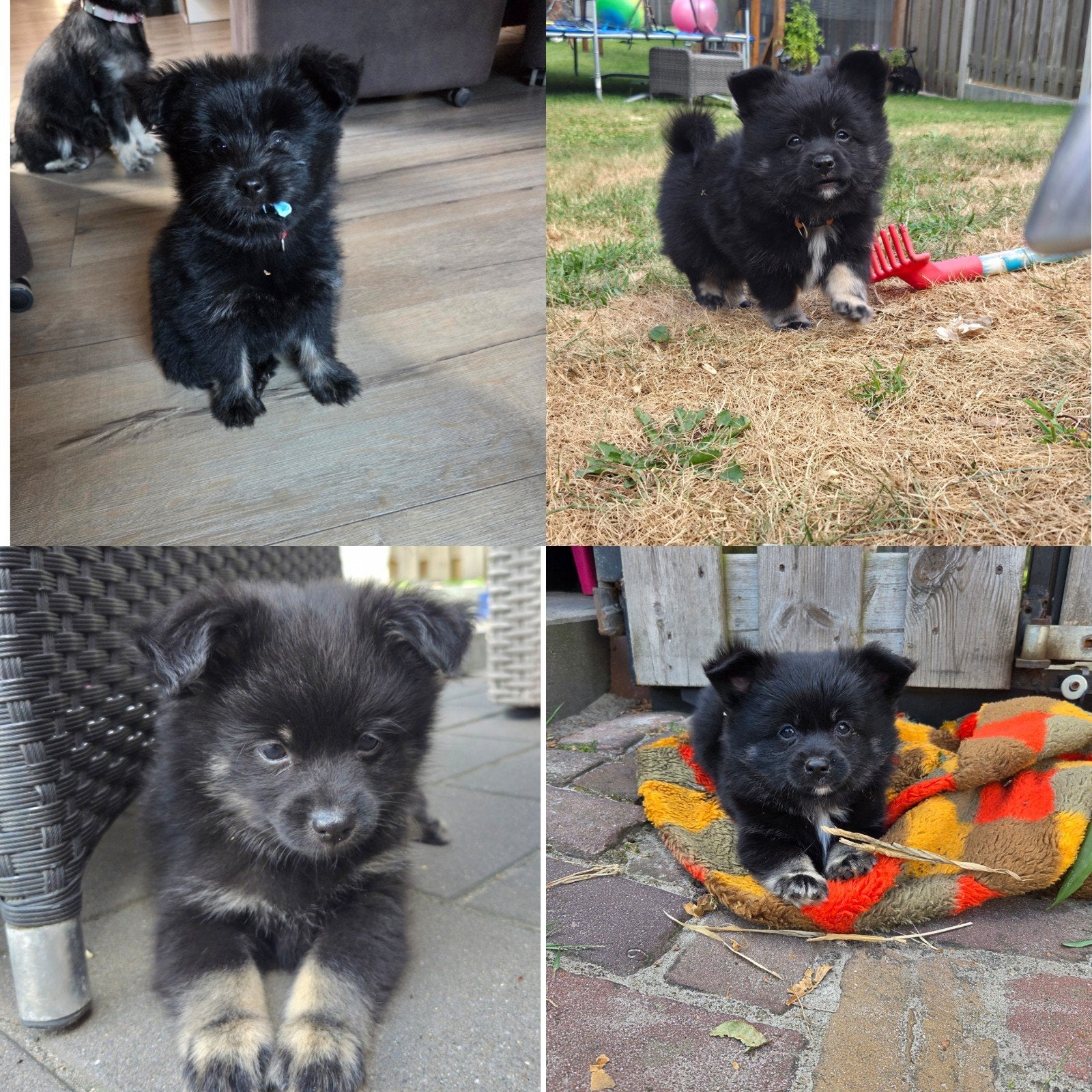 3 knappe pomeriaan boomer pups reutjes, 8 tot 15 weken, Eén hond, Nederland, Particulier