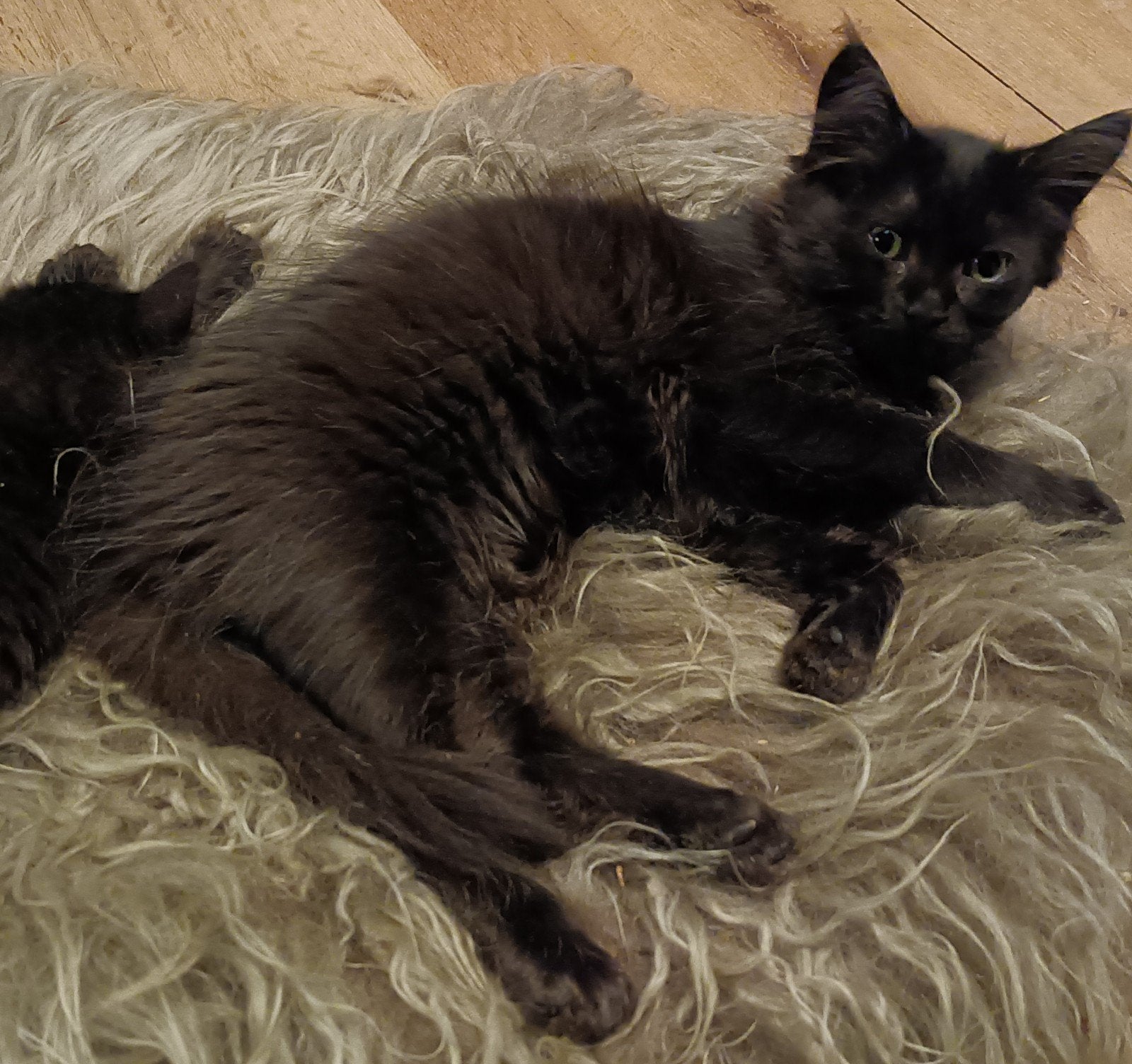 Kruising Ragdoll Main Coon en Noorse boskat, Dieren en Toebehoren, Meerdere dieren