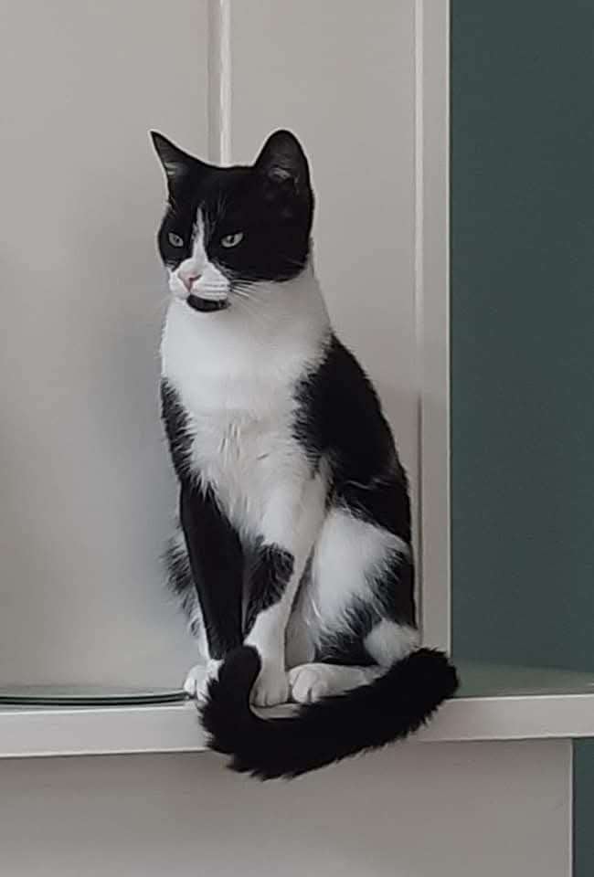 Gratis lieve poes!, Poes, Kortharig, 3 tot 5 jaar