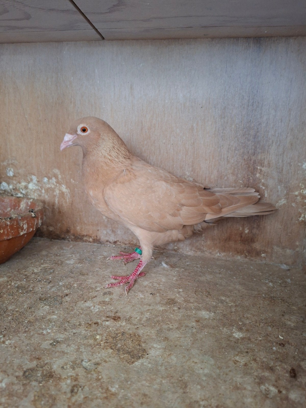 Te Koop Kleurpostduif, Dieren en Toebehoren, Meerdere dieren, Overige soorten