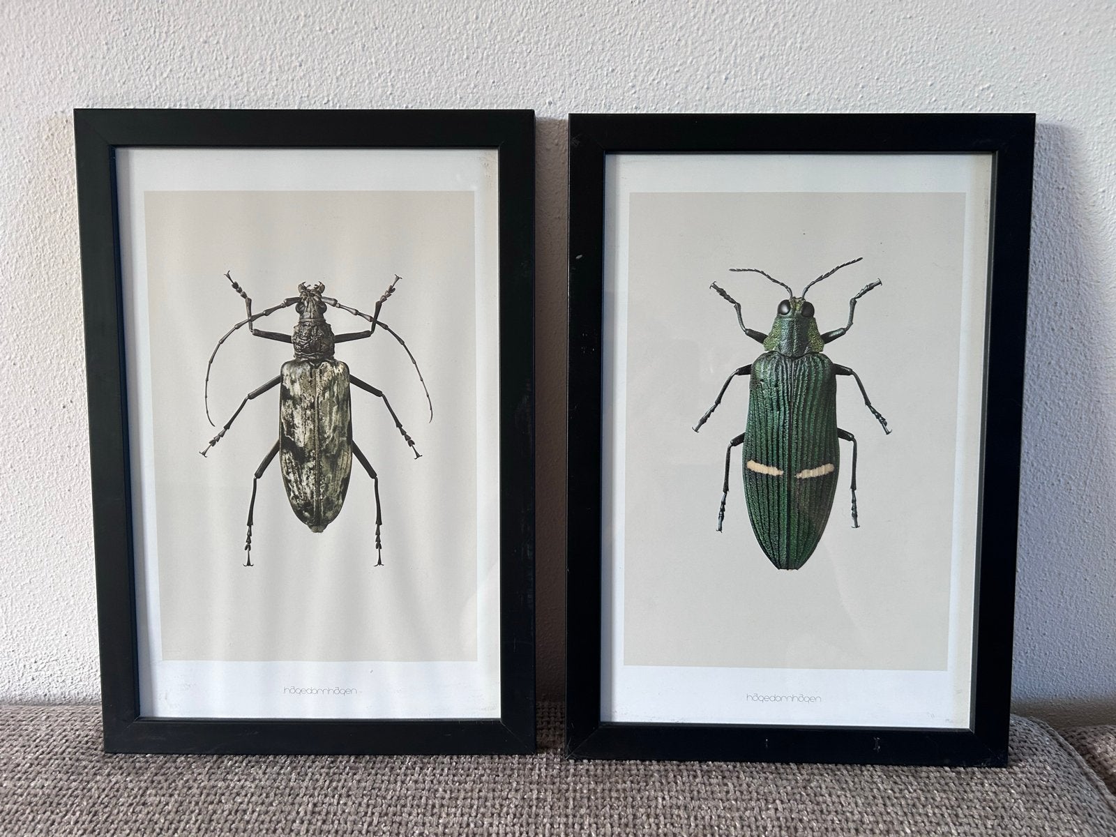 Set van 2 ingelijste insecten prints Kever en Boktor lijst, Minder dan 50 cm, Ophalen of Verzenden, 5 – 50, Print