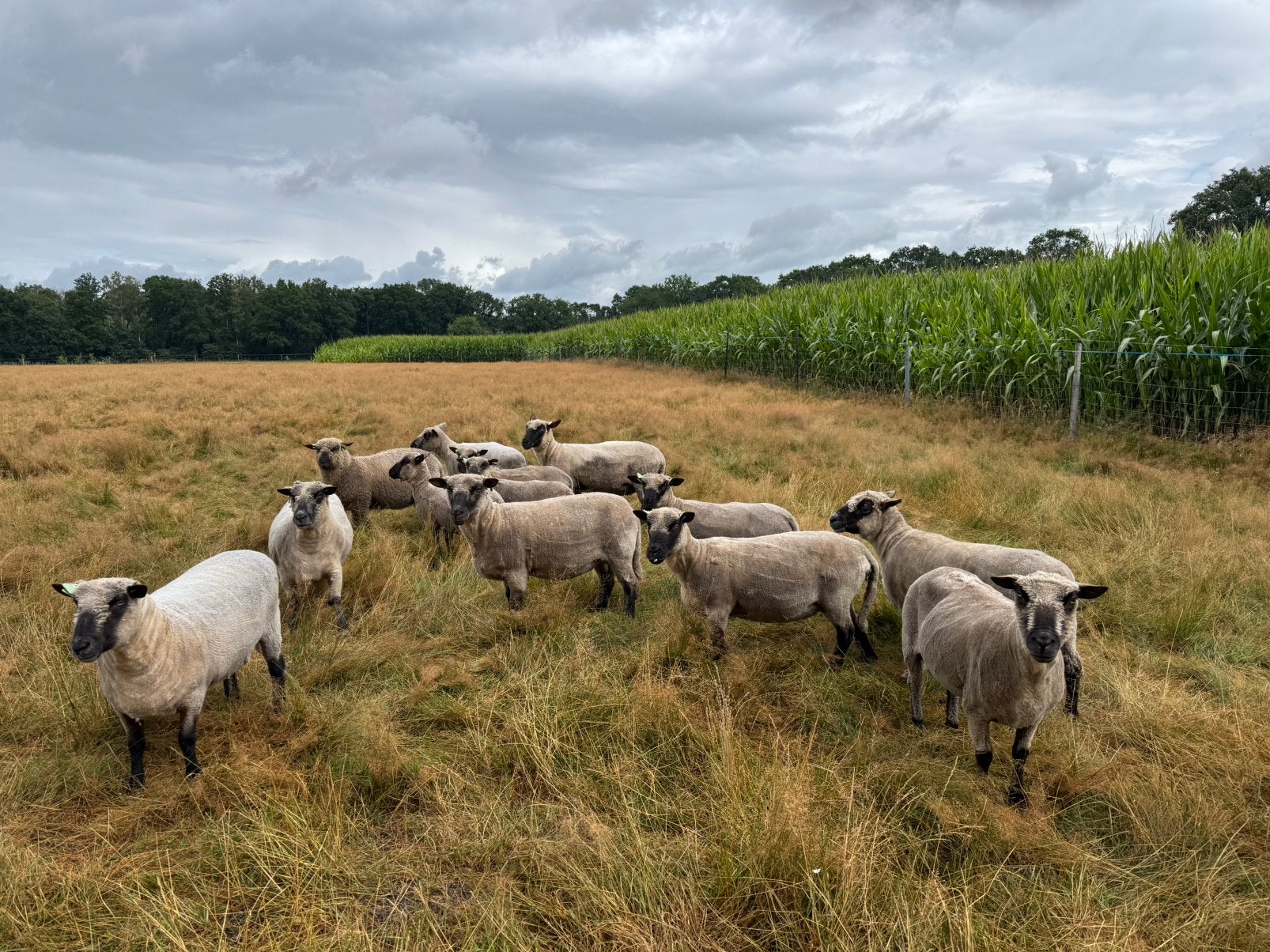 Shropshire schapen ooien en ram, Dieren en Toebehoren, Schapen, Geiten en Varkens, Meerdere dieren, Schaap