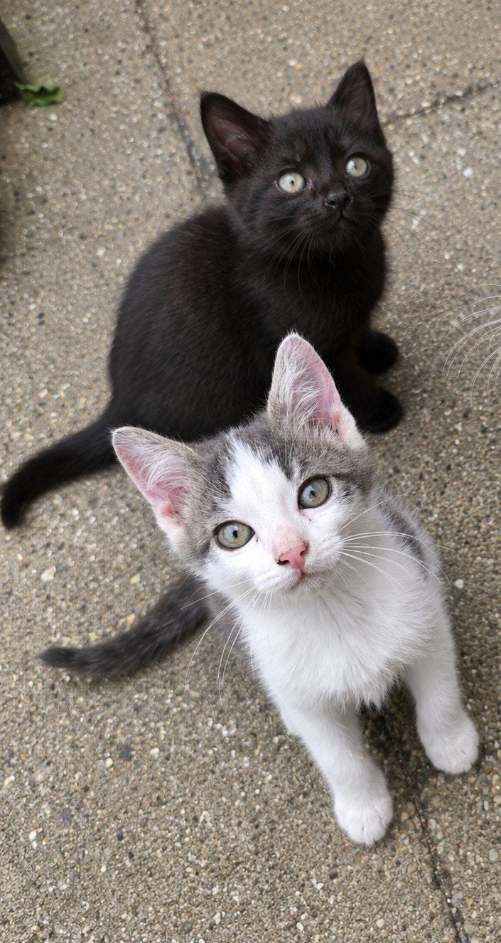 2 Kittens   beschikbaar, Dieren en Toebehoren, Meerdere dieren