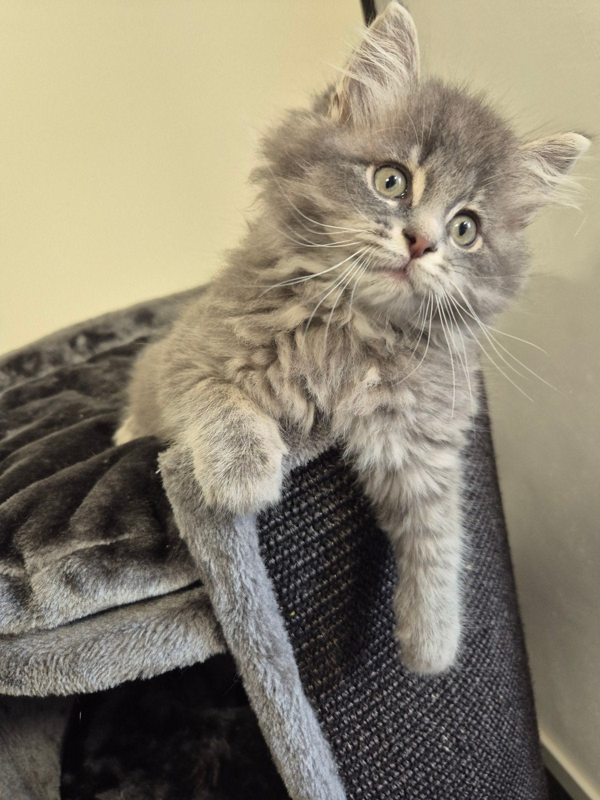 Noorse boskat kitten van 9 weken, Kater, Ontwormd, 0 tot 2 jaar