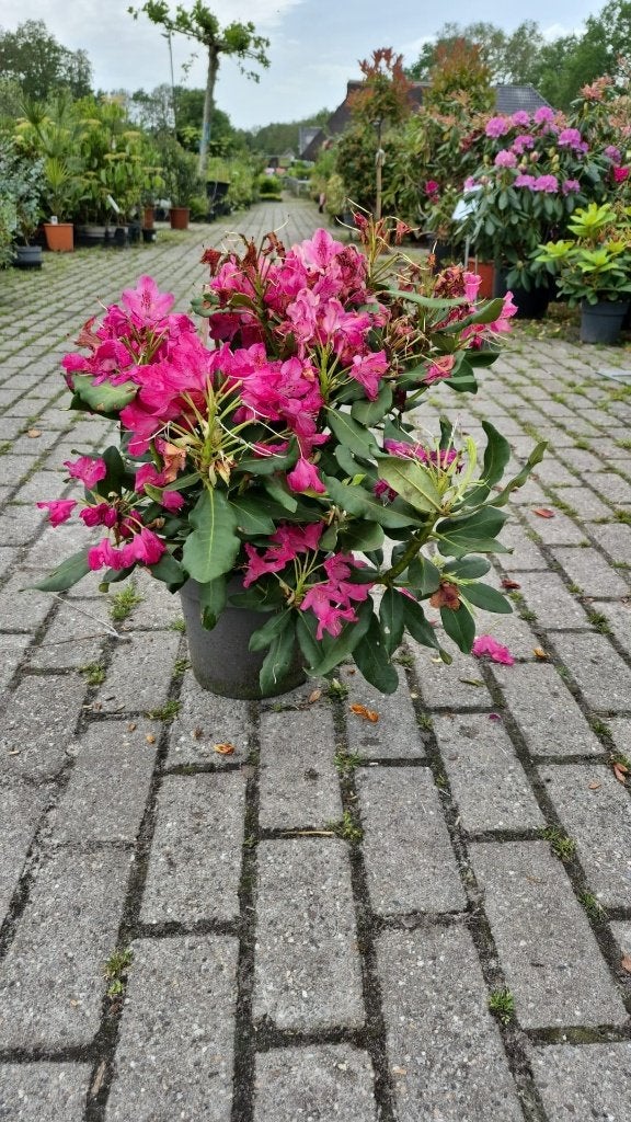 Restpartij Rhododendron - Nova Zembla, Vaste plant, Halfschaduw, Zomer, Ophalen