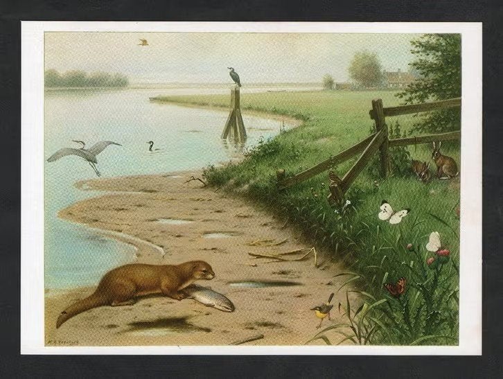 Ansichtkaart Schoolplaat Aan De Rivier, Otter Aalscholver., Verzamelen, Ansichtkaarten | Dieren, Ongelopen, 1980 tot heden, Wild dier