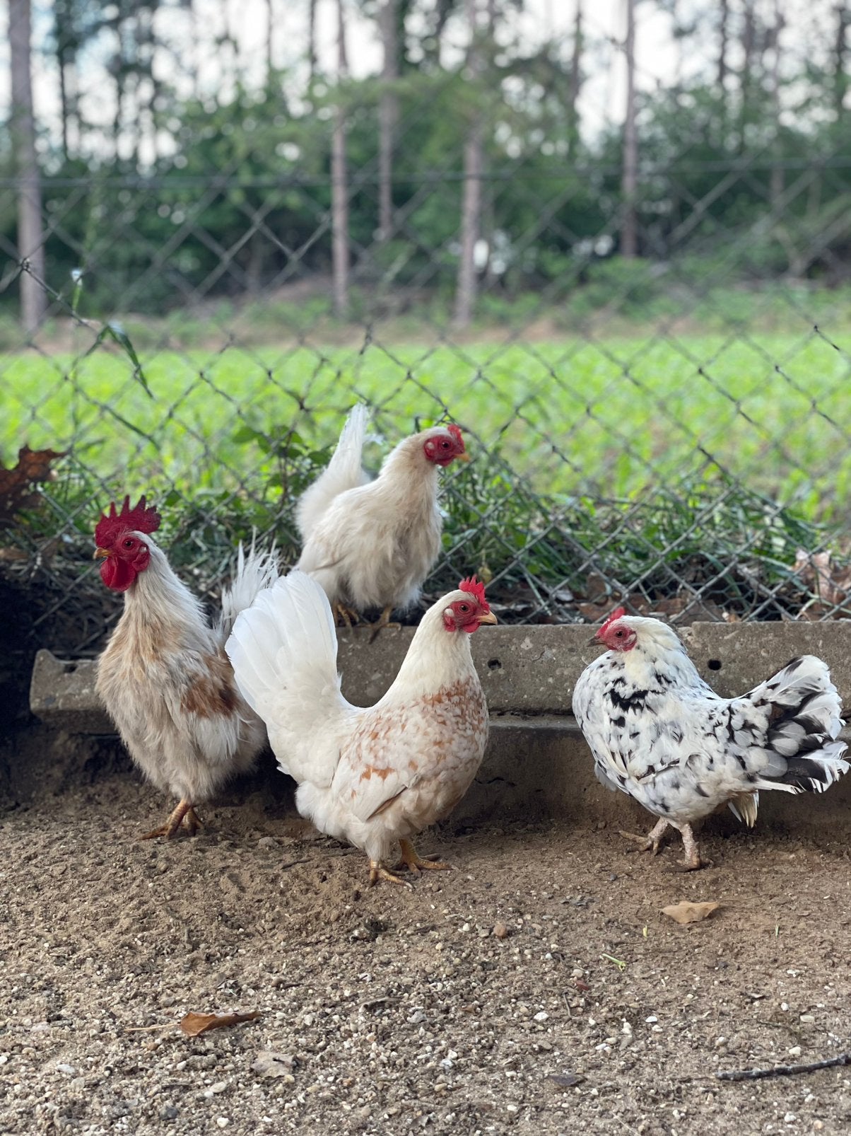 Te koop seramas, Dieren en Toebehoren, Meerdere dieren, Kip