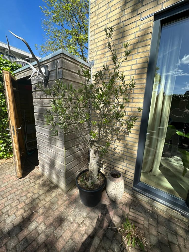 Prachtig volle olijfboom met dikke stam 220 hoog, 100 tot 250 cm, Olijfboom, Zomer, Ophalen