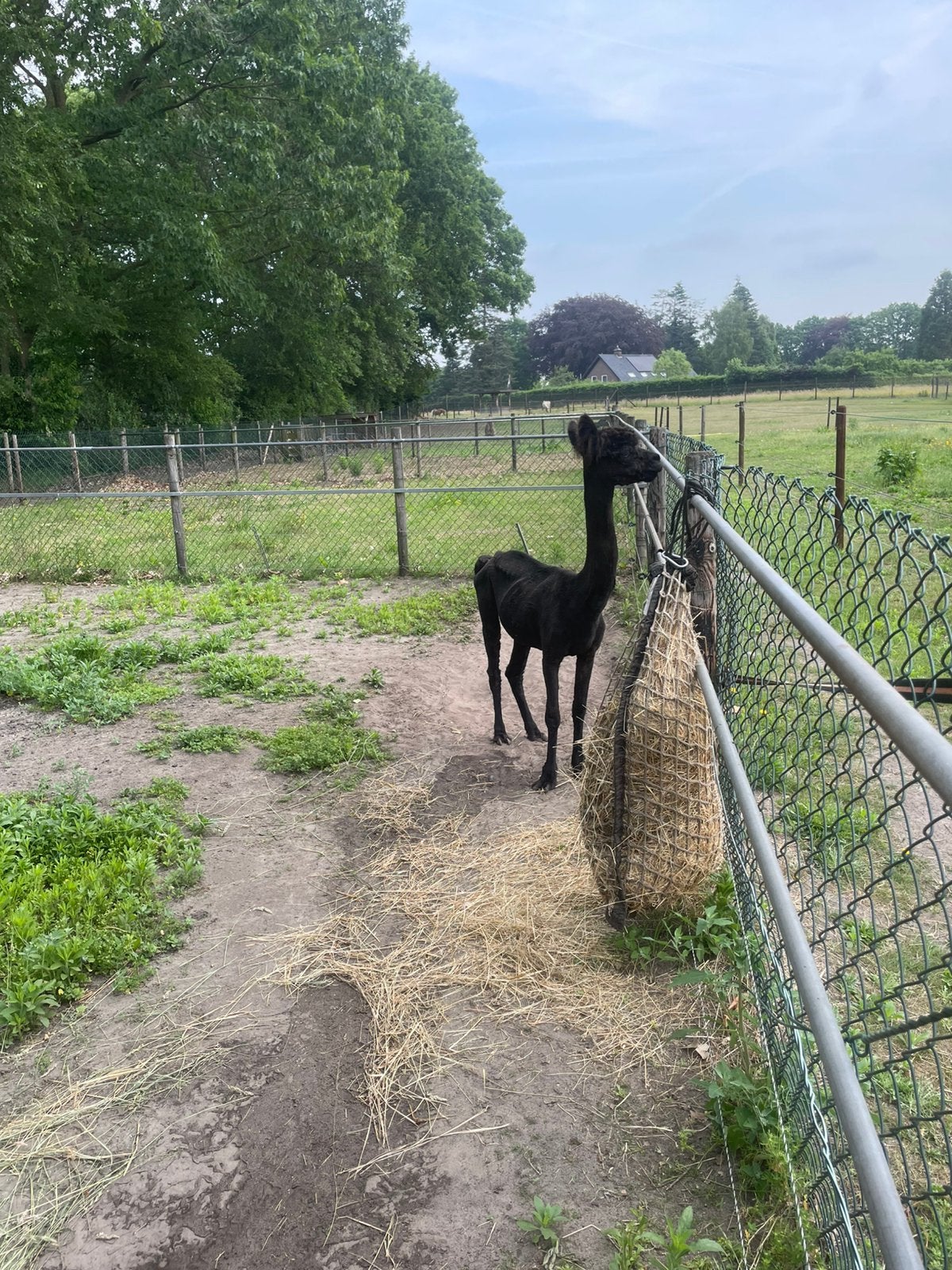 Alpaca hengst te koop, Dieren en Toebehoren, Overige Dieren, Juli, Mannelijk