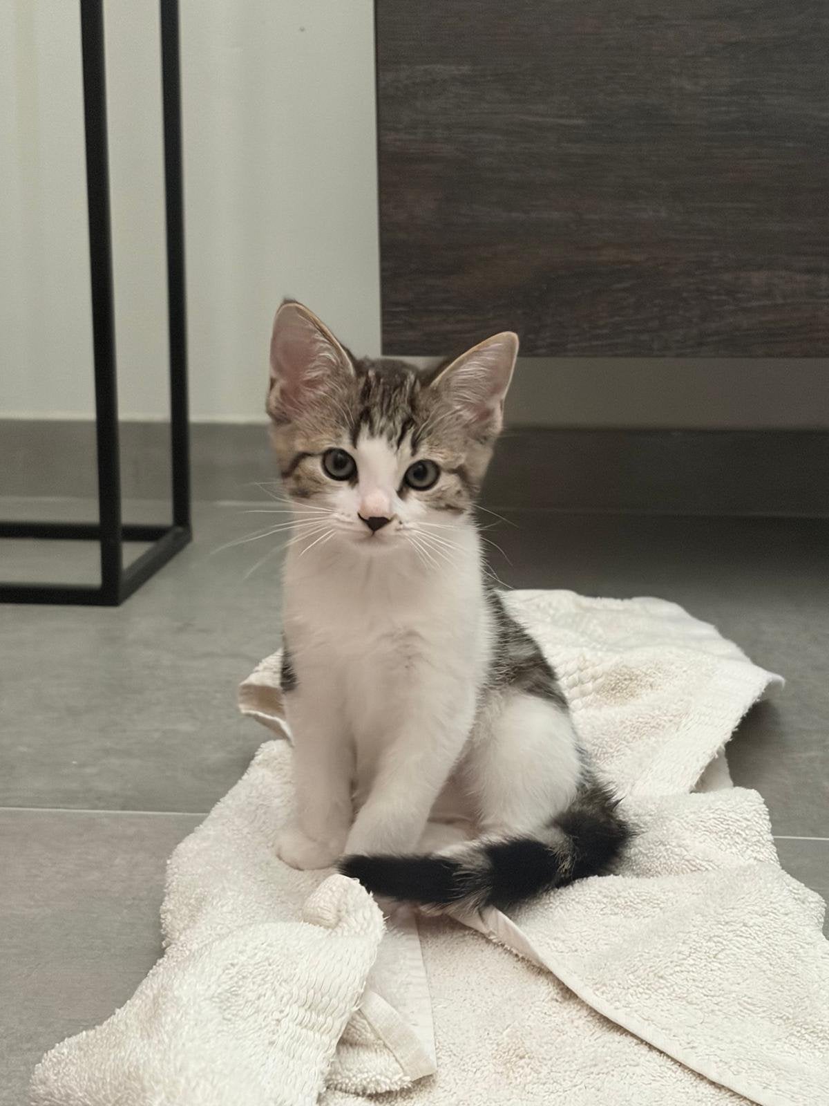Sproet, Eyeliner & Oortjes zoeken een huis, Kater