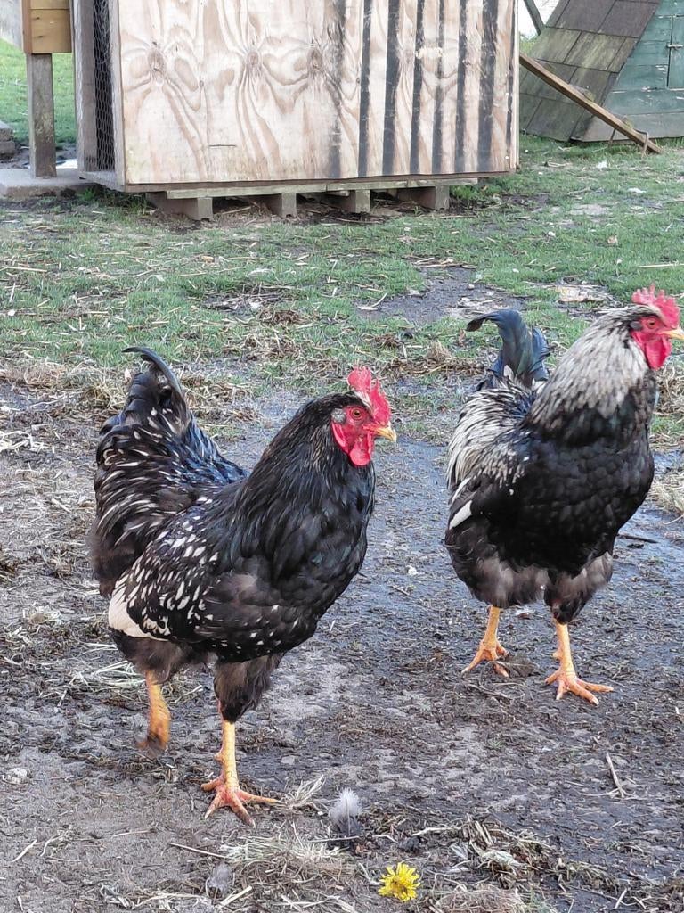 2 mooie zilver gezoomde Barnevelder hanen, Dieren en Toebehoren, Mannelijk, Kip