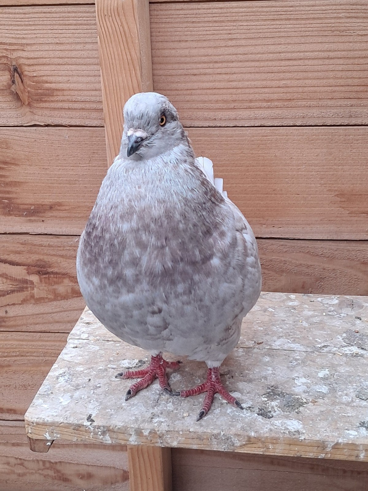 kingduif doffer, Mannelijk, Overige soorten