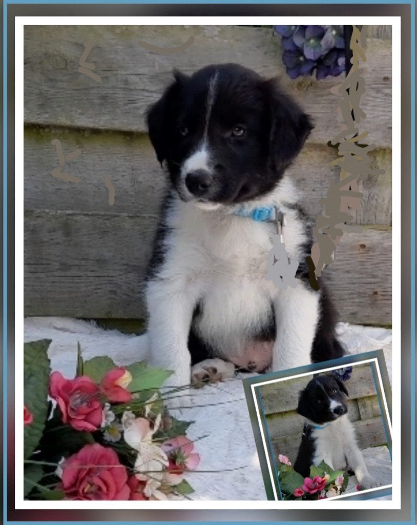 Liefdevol tehuis gezocht: Super mooie Border Collie pup (s)), Dieren en Toebehoren, Honden | Herdershonden en Veedrijvers, Reu