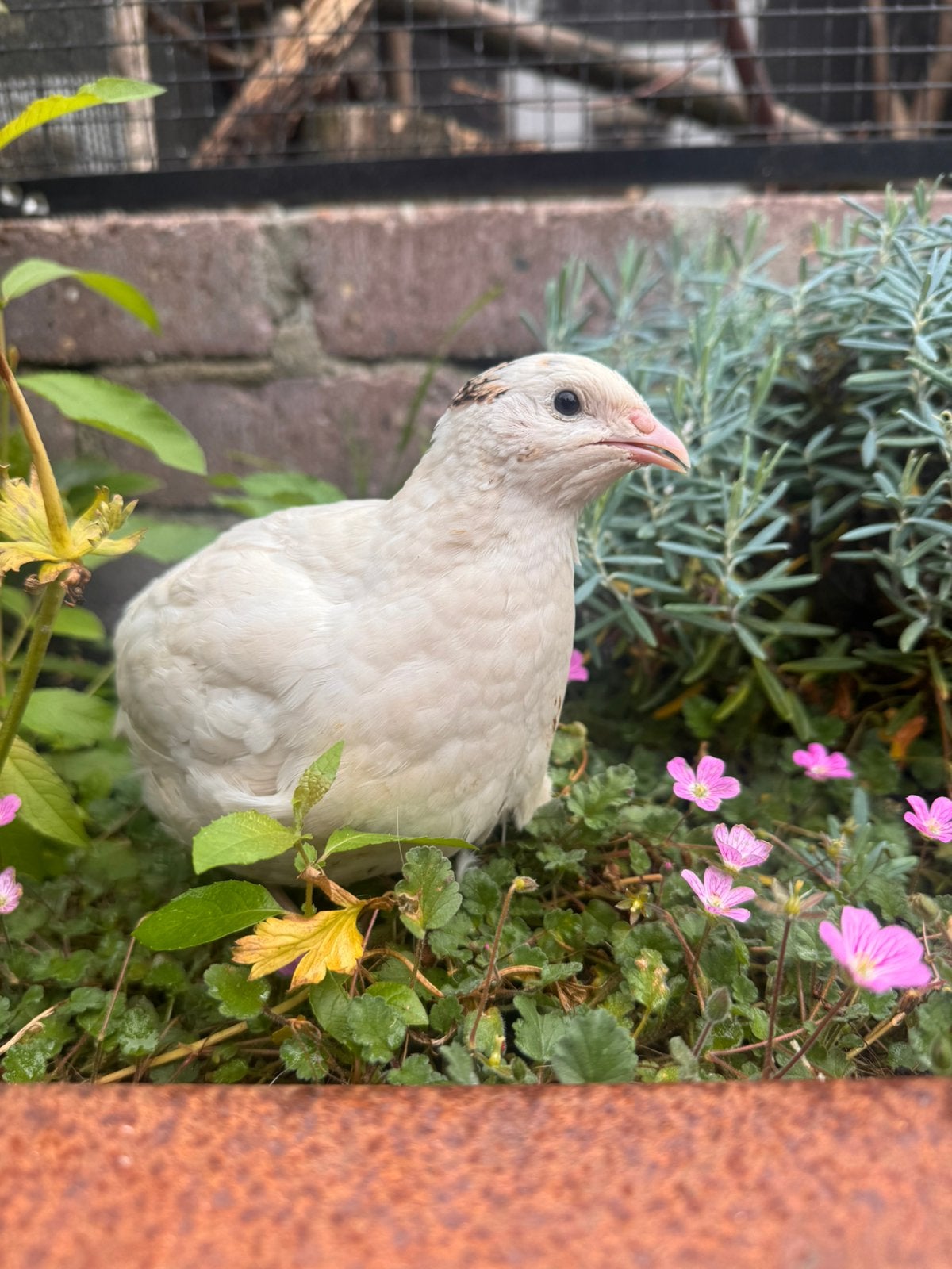 Prachtige japanse jumbo kwartel HENNEN te koop, Dieren en Toebehoren, Pluimvee, Vrouwelijk, Overige soorten
