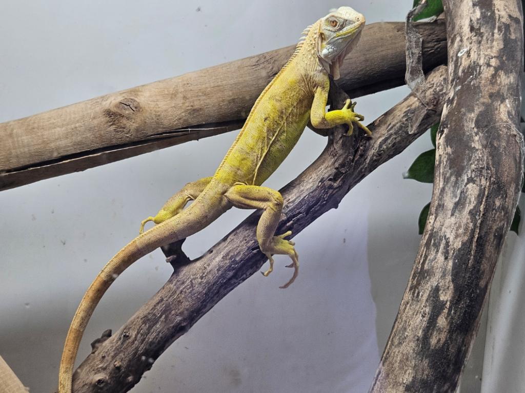 Guana Iguana ALBINOS T-, Hagedis, 0 tot 2 jaar