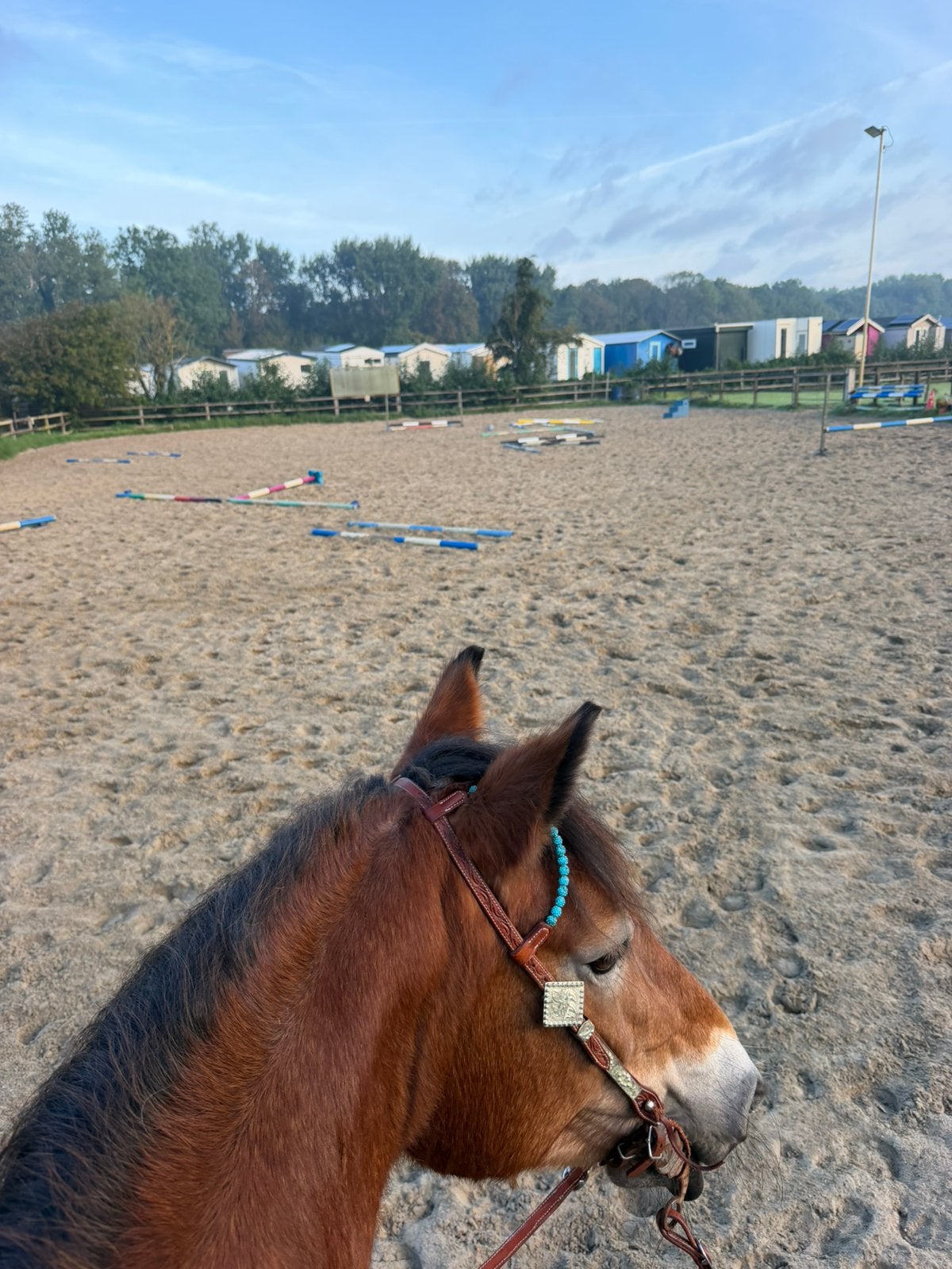 Gezocht: Ervaren ruiter/trainer voor mijn lieve paarden, Dieren en Toebehoren, Ophalen, Dressuur