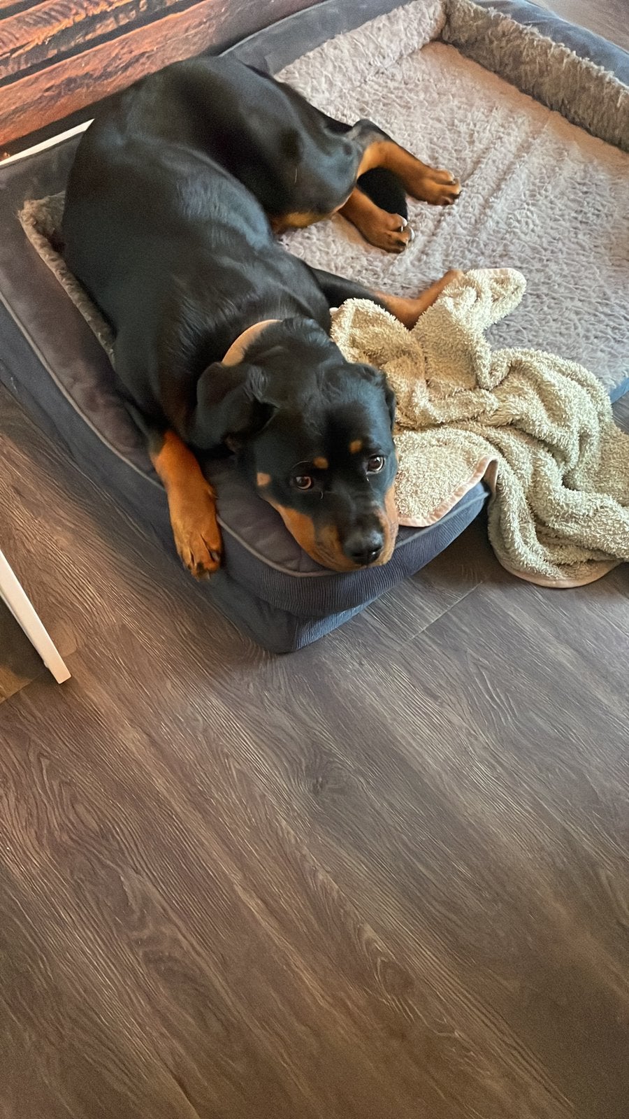 Gezocht: huiselijke oppas voor onze lieve rottweiler, 1 tot 2 jaar, Teef, Groot, Eén hond