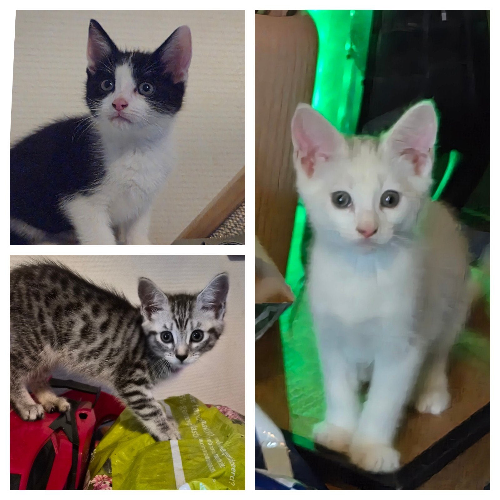 kittens, Ophalen