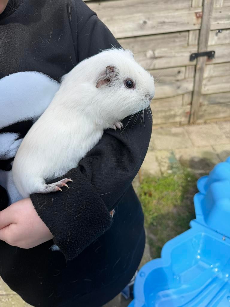 Lieve cavia, Dieren en Toebehoren, Knaagdieren, Cavia, Augustus, Mannelijk, Tam