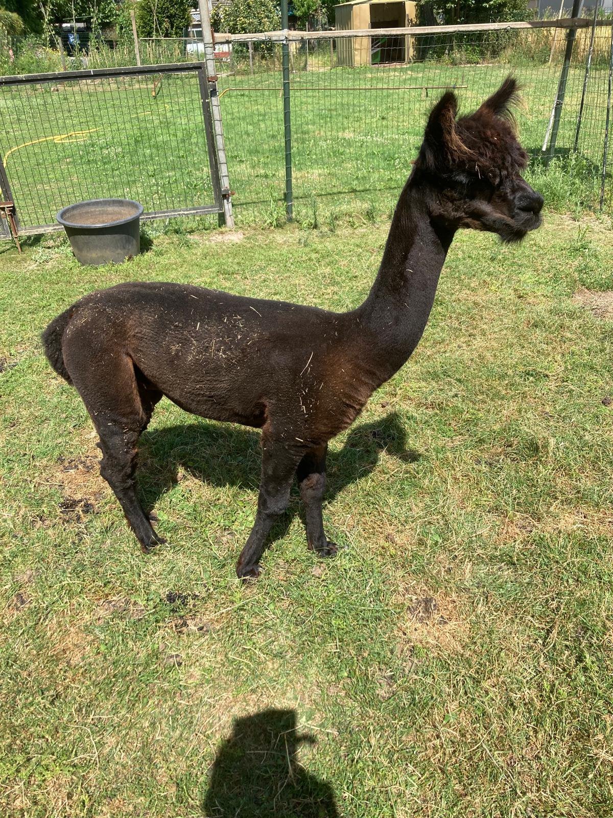 Dekhengst alpaca, Dieren en Toebehoren, Overige Dieren, December, Mannelijk