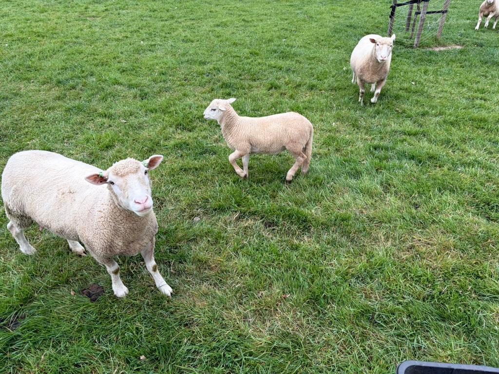 Ram lammeren poll dorset, Mannelijk, Schaap, 0 tot 2 jaar
