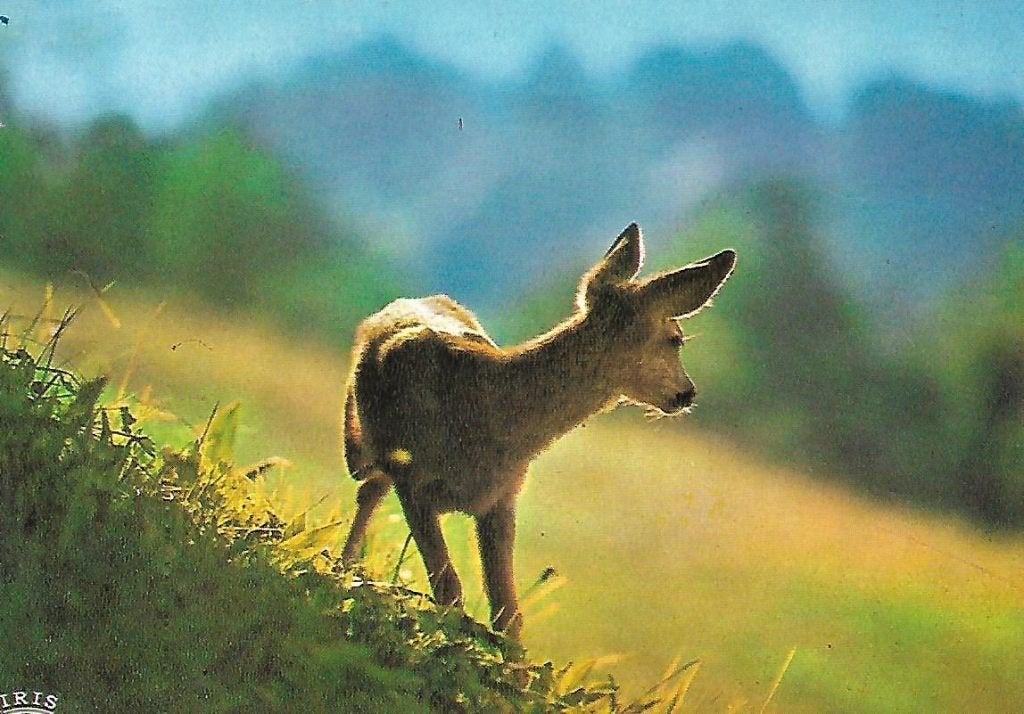 Dieren- -Reekalfje., Verzenden, 1980 tot heden, Gelopen, Wild dier