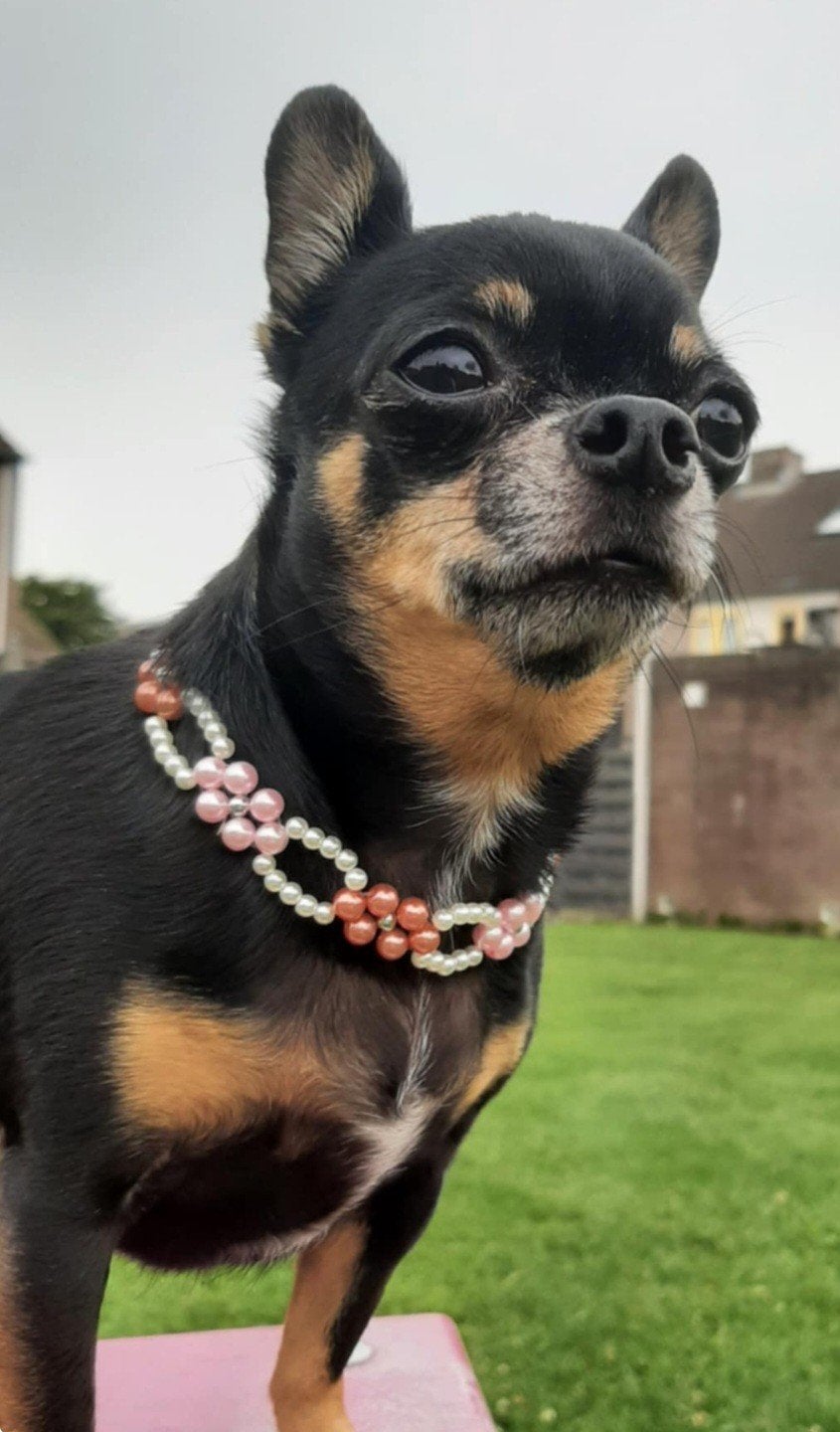 Chihuahua Beadskettinkjes, Verzenden, Nieuw, Overige typen