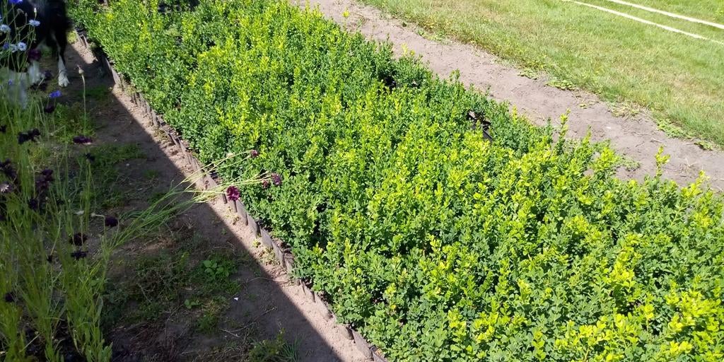 Buxus voor haag, Tuin en Terras, Ophalen of Verzenden, Buxus, Minder dan 100 cm