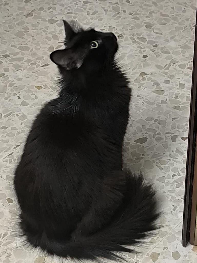MJM Dogs Foundation: Mystic, Dieren en Toebehoren, Katten en Kittens | Overige Katten, Poes, Langharig, 0 tot 2 jaar